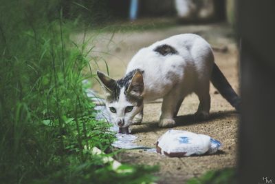 Cat on grass