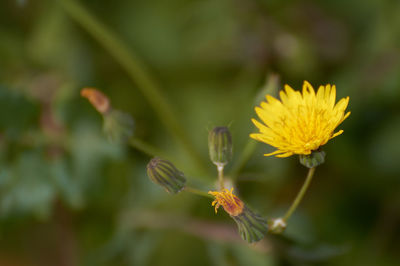 Close-up of yellow flowering plant