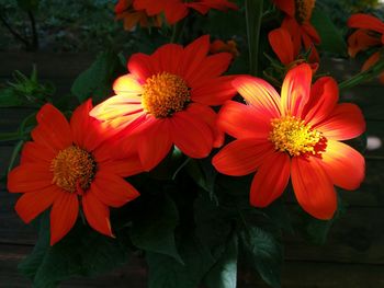 Close-up of red and yellow flowers