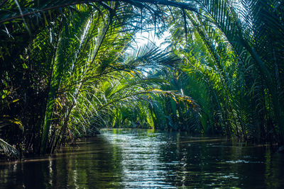 Scenic view of palm trees by lake in forest