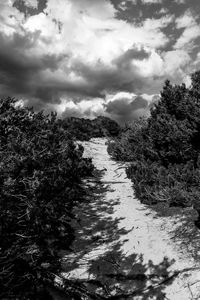 Scenic view of forest against sky