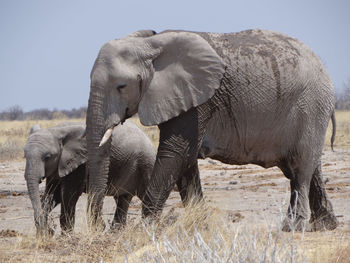 Elephant whit his calf  in a field at namibia. 