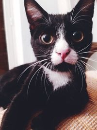 Portrait of cat on bed at home