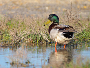 Malard - anas platyrhynchos in camargue