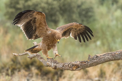 Close-up of eagle landing on branch