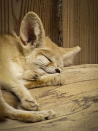 Cat sleeping on the surface