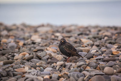 Close-up of a bird on rock