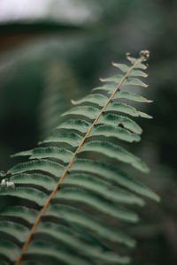 Close-up of fern leaves