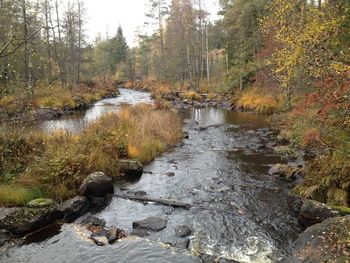 River stream amidst trees in forest