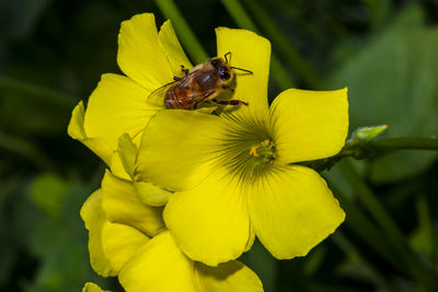 Close-up of insect pollinating on yellow flower