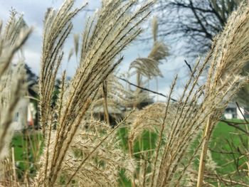 Close-up of stalks in field