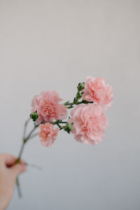 Close-up of pink flowers against white background