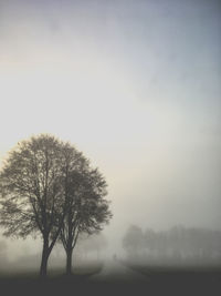 Single tree on landscape against clear sky