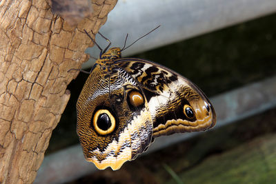 Close-up of butterfly