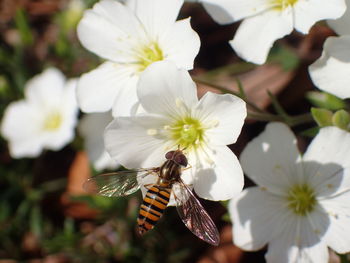 Close-up of butterfly pollinating on white flower