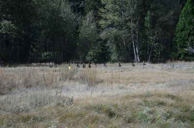 Trees on field in forest