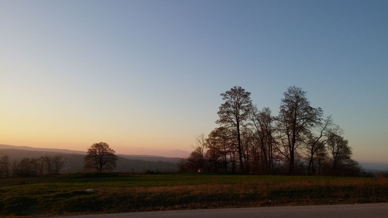 tree, nature, sunset, field, sky, no people, beauty in nature, tranquility, agriculture, tranquil scene, outdoors, scenics, landscape, day