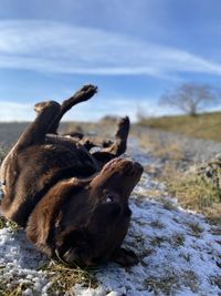 Dog relaxing on field during winter