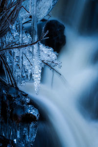 Icicles hanging from a branch in the stream