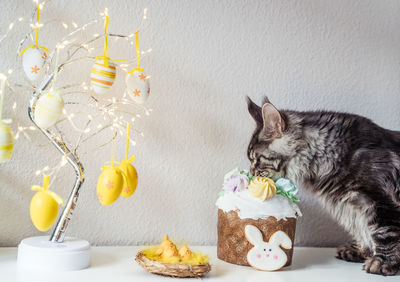 High angle view of cat on table