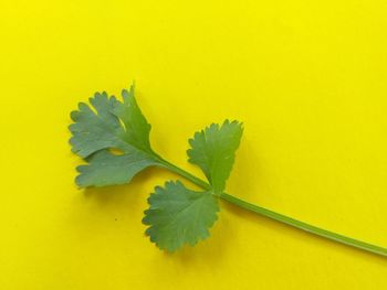 High angle view of plant on yellow table