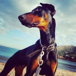 Close-up of dog against sky