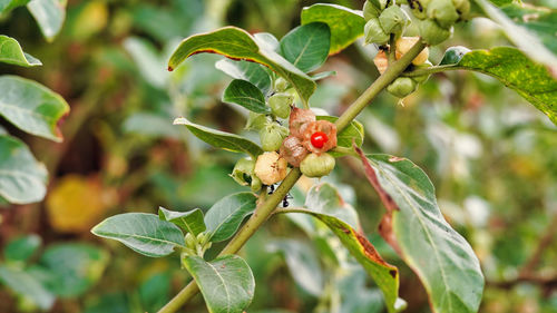 Close-up of berries growing on tree
