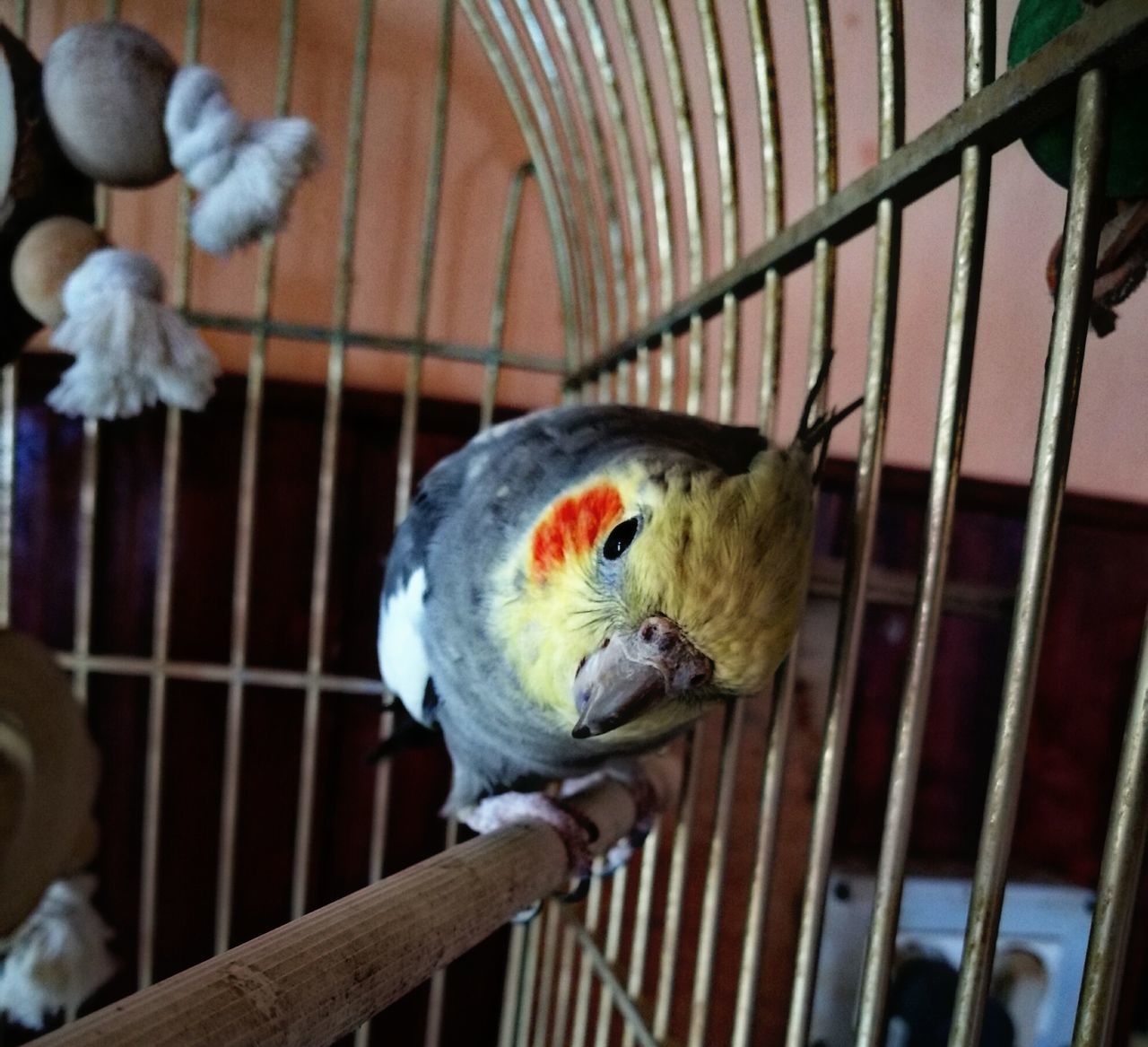 CLOSE-UP OF PARROT ON CAGE