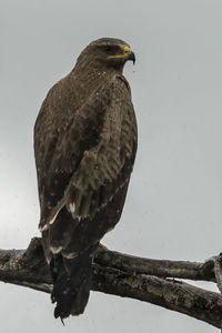 Close-up of bird perching on branch against sky