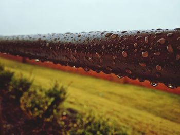 Close-up of wet grass on field against clear sky