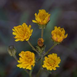 Close-up of yellow flowering plant