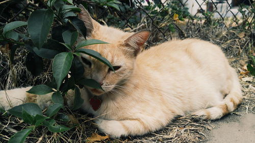 Cat looking at camera