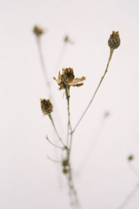 Close-up of flower plant