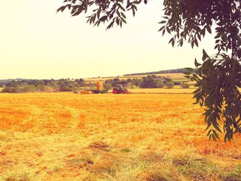 Scenic view of field against clear sky