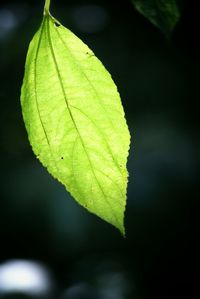 Close-up of leaves