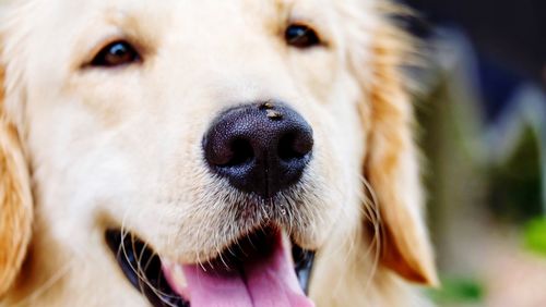 Dog breed  who like to play fun and perverse