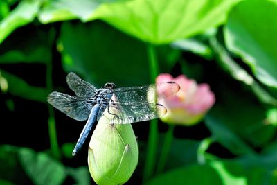 High angle view of dragonfly on water lily bud