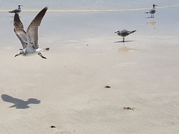 Seagulls flying over beach