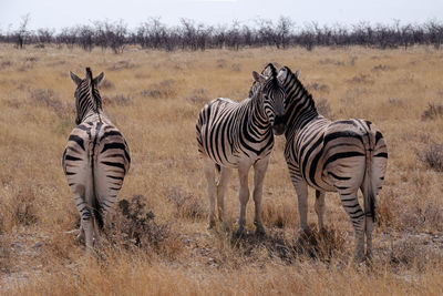 A group of three zebras standing in the steppe landscape of etosha national park in namibia