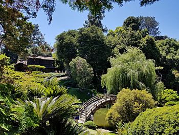 Plants and trees by bridge against sky