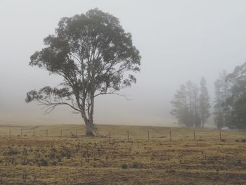 Tree on field against clear sky