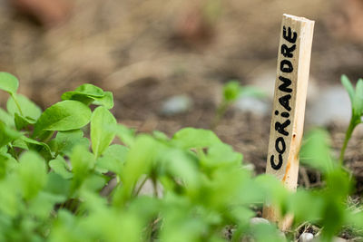 High angle view of plants on field