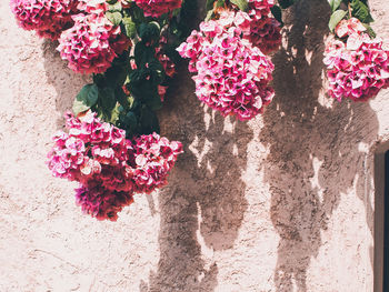 High angle view of pink flowering plant