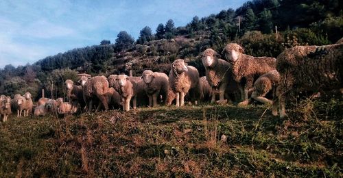 Herd of trees on landscape against sky