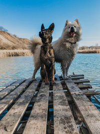 Dogs on riverbank against clear sky