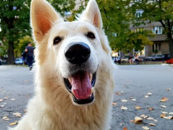 Portrait of dog on street