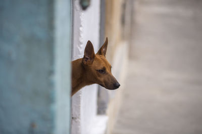 Close-up of dog