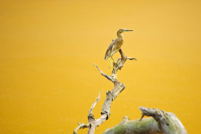 Close-up of bird in water