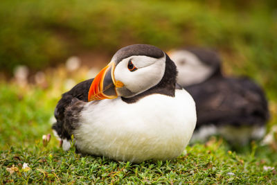 puffin with a