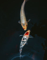 Close-up of koi carps swimming in lake